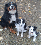 Avatar de l’utilisateur